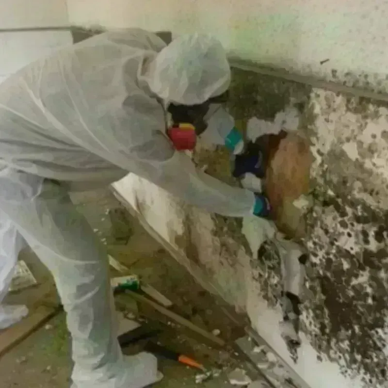 Mold Remediation and Removal in North Weeki Wachee, FL